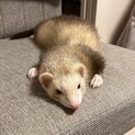 フェレット男の子の里親募集です