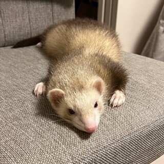 フェレット男の子の里親募集です