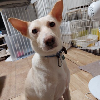 おとなしくって賢い真白くん