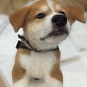 秋田犬ミックス「コスモ」くん