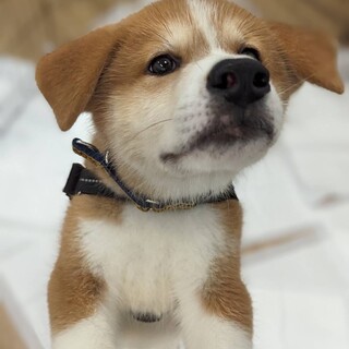 秋田犬ミックス「コスモ」くん