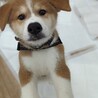 秋田犬ミックス「コスモ」くん サムネイル2