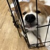 秋田犬ミックス「コスモ」くん サムネイル3