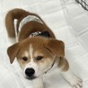秋田犬ミックス「コスモ」くん サムネイル4