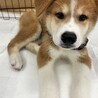 秋田犬ミックス「コスモ」くん サムネイル5