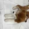 秋田犬ミックス「コスモ」くん サムネイル6