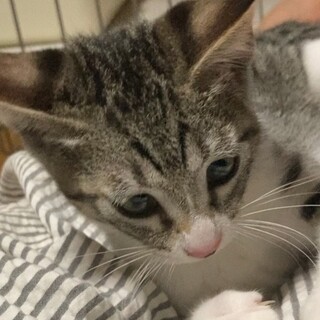 ※募集一時ストップです■人慣れバッチリ青い