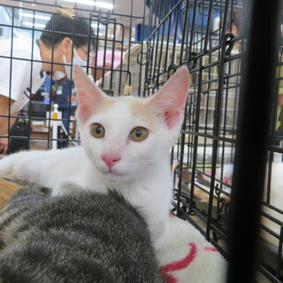 クリーム色　マオ　3ヶ月