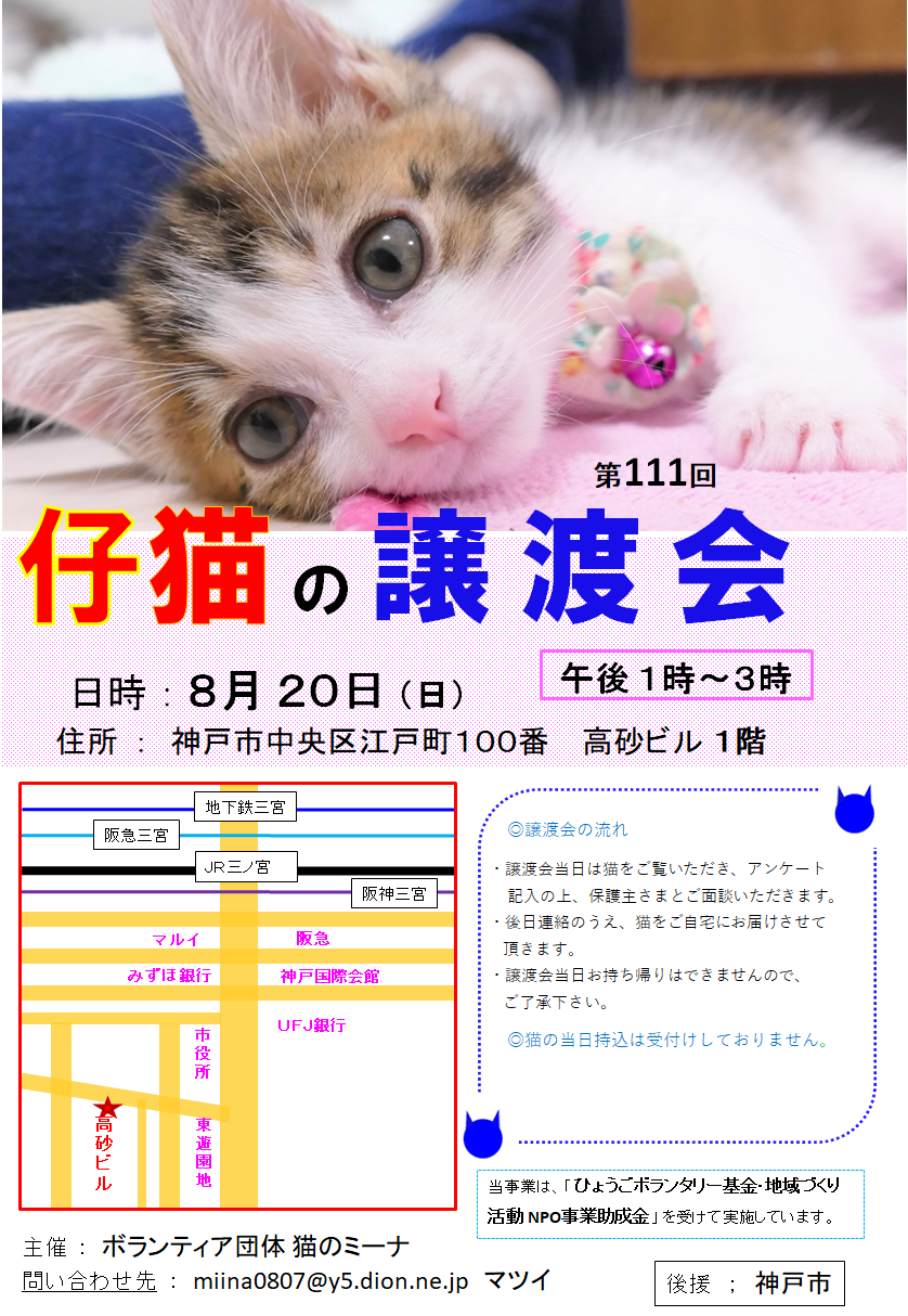 「猫の譲渡会in神戸三宮」（猫のミーナのイベント 19607） ペットのおうち【里親決定25万頭！】