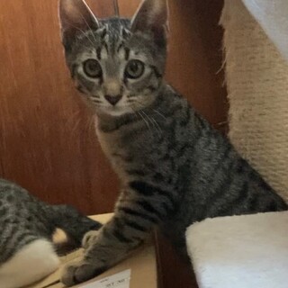 ■おとなしい男子　時くん