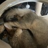 ニャンモナイト