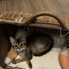 ふかふか