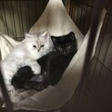 8月中募集(緊急) ペルシャ＆黒猫 里親様募集