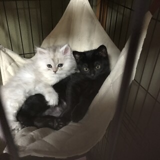 8月中募集(緊急) ペルシャ＆黒猫 里親様募集