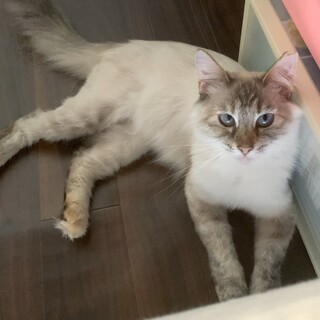 お人形みたいに可愛いシャムmix女の子。エイズ陽性