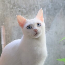 緊急増発！「猫の駅」臨時譲渡会 サムネイル2