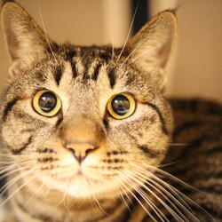 緊急増発！「猫の駅」臨時譲渡会 サムネイル3