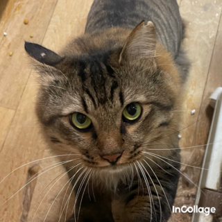 ライオンカットのイケてる長毛君！