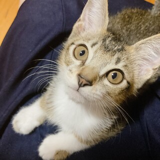 元気であまえんぼうのキジ白男の子♡