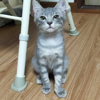 サバトラ縞グレーちび君