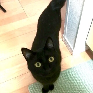 穏やかで可愛い甘えん坊の黒猫レイモンド4歳