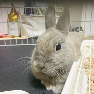 ネザーランドドワーフ里親募集します 