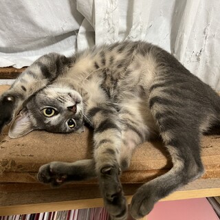 人が大好きな男の子です