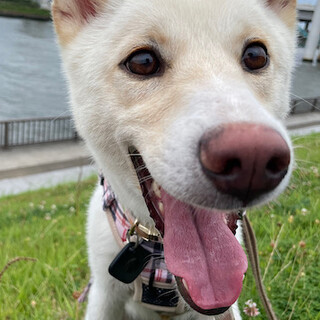 元気で甘えん坊、頑張り屋の女の子ロイ