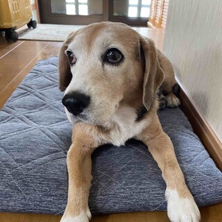 賢いビーグルのななちゃん　