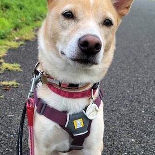 犬とお散歩が大好き、元気な男の子ルーク