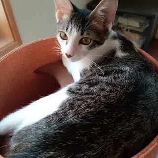 サバ白♂４ヶ月イケ猫に成長しました