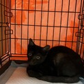 生後3ヶ月の黒猫男の子