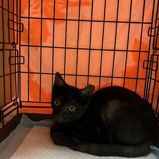 生後3ヶ月の黒猫男の子