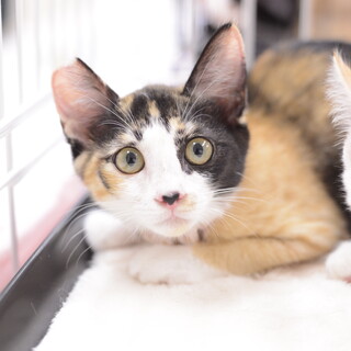 甘えん坊な三毛猫