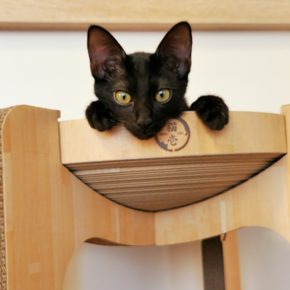 福助のカバー写真