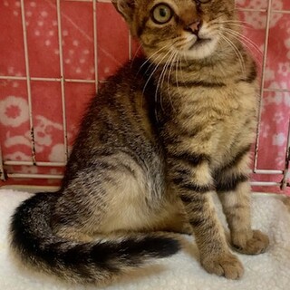 甘えん坊のゴロゴロ子猫のリリーちゃん