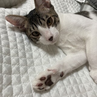 少し耳が長い人慣れしてる男の子⭐︎5ヶ月