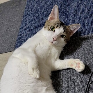 １才〜２才の女の子⭐︎甘えたで人慣れしてます！