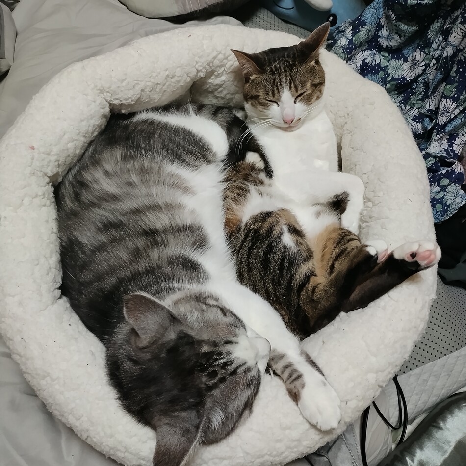 ベルのカバー写真