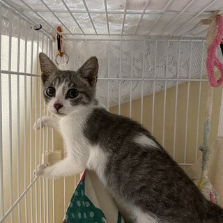 気品ある美猫????