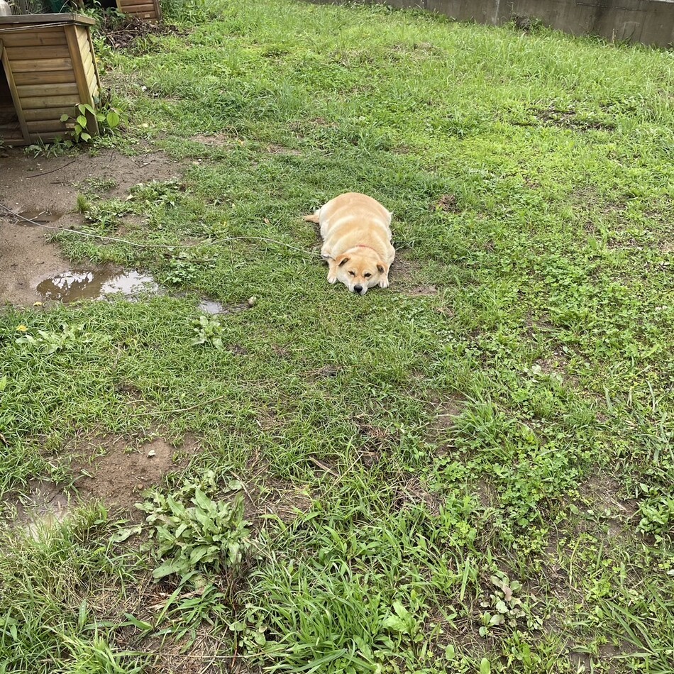 チビのカバー写真