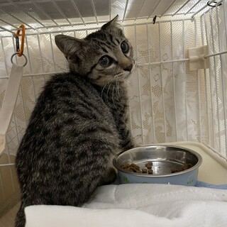 緊張して声も出さないお兄ちゃん猫