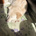 里親さん探してます