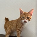 可愛い子猫たちの里親募集