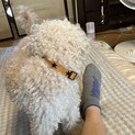 里親緊急募集
