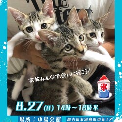 ごんまるキャット猫の譲渡会