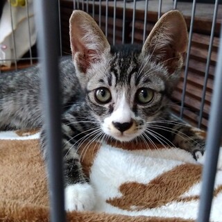 サバトラ白　オス　２ヶ月　佐賀市