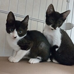 猫の譲渡会　in　名古屋市昭和生涯学習センター サムネイル2