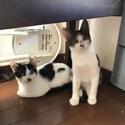 猫の譲渡会　in　名古屋市昭和生涯学習センター サムネイル3