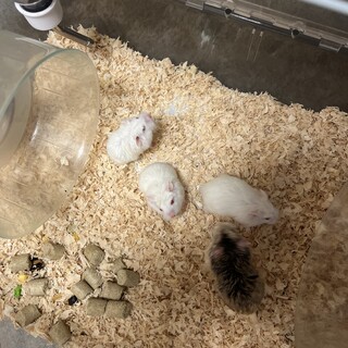 ロボロフスキーハムスター　